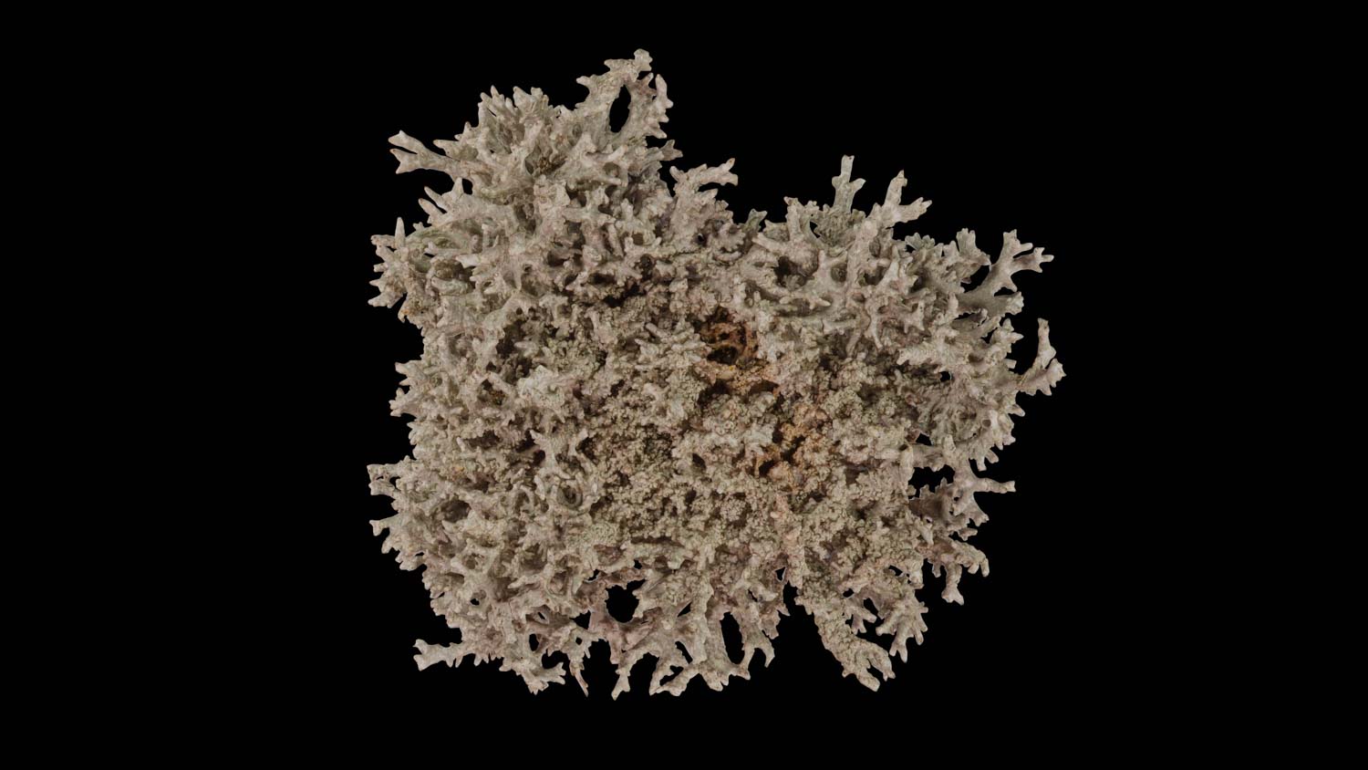 Evernia mesomorpha